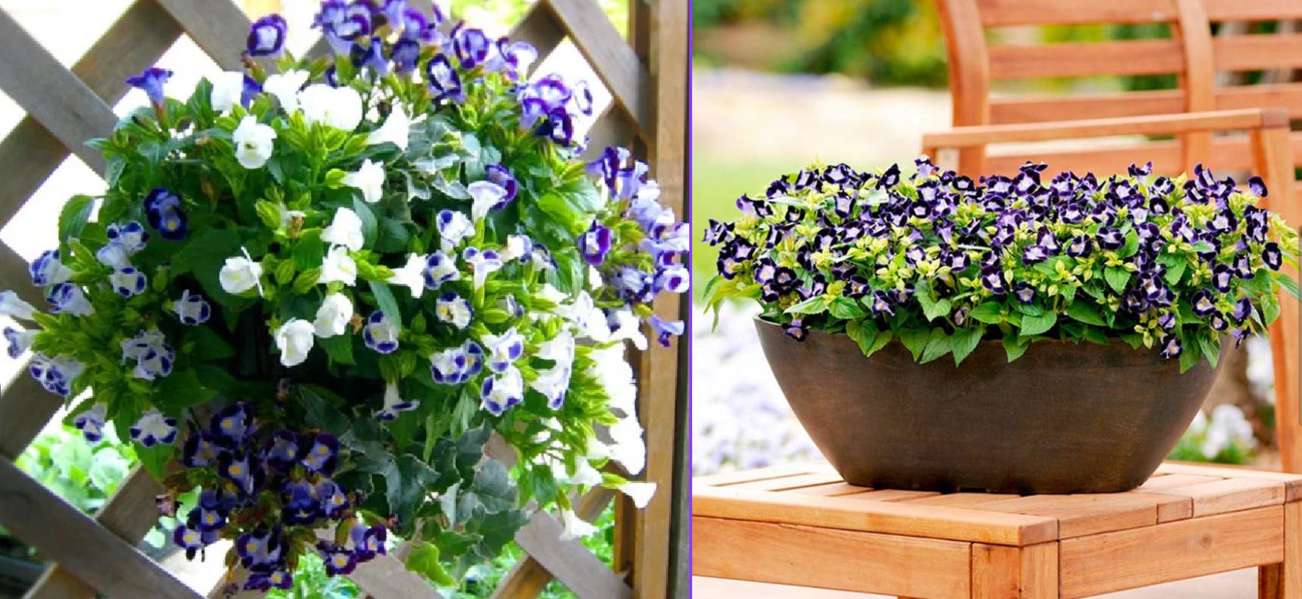 C&ocirc;ng dụng của c&acirc;y Hoa Tố Li&ecirc;n